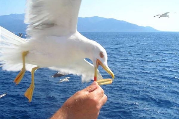 almanac super heroes seagull in the Aegean